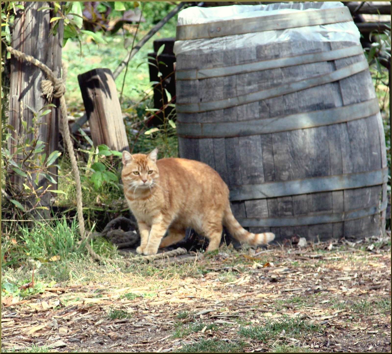 An orange tabby cat walking past a wooden barrel