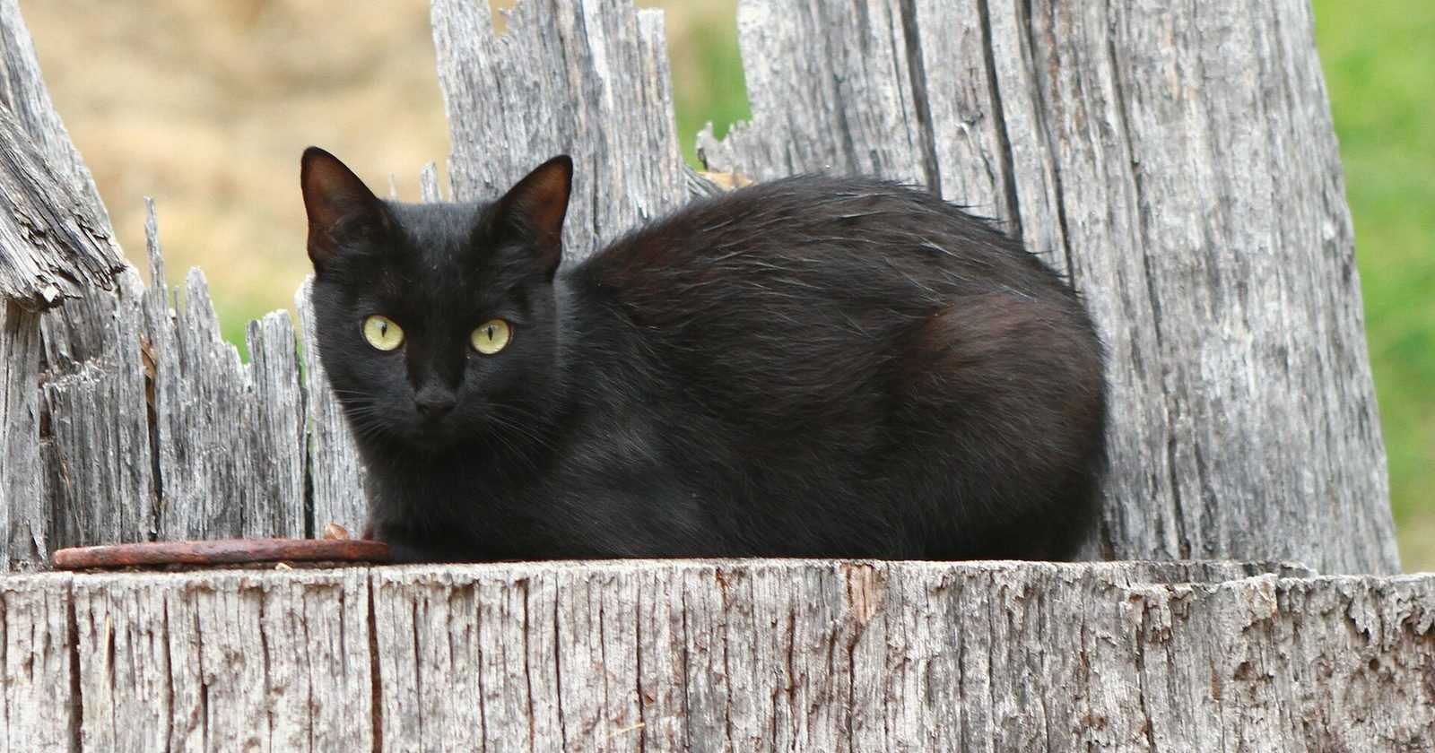 A black cat with yellow eyes resting on a weathered wooden post