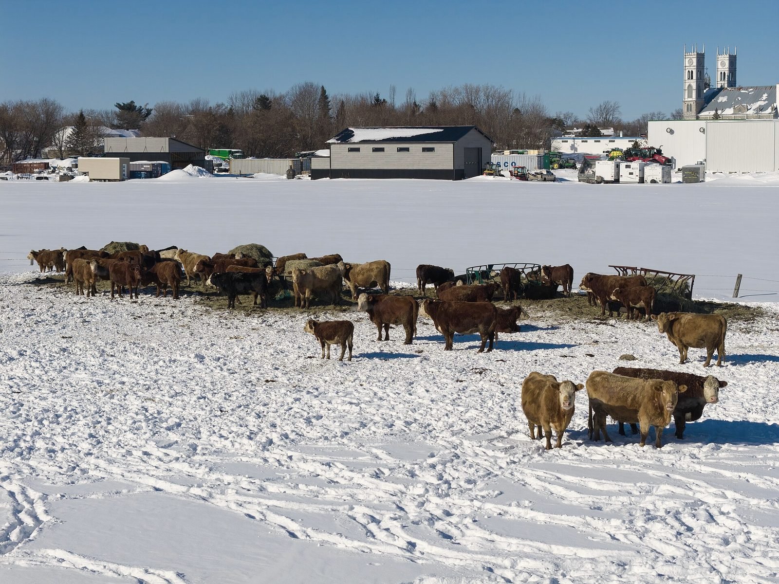 A herd of cattle in a snowy field with farm buildings behind