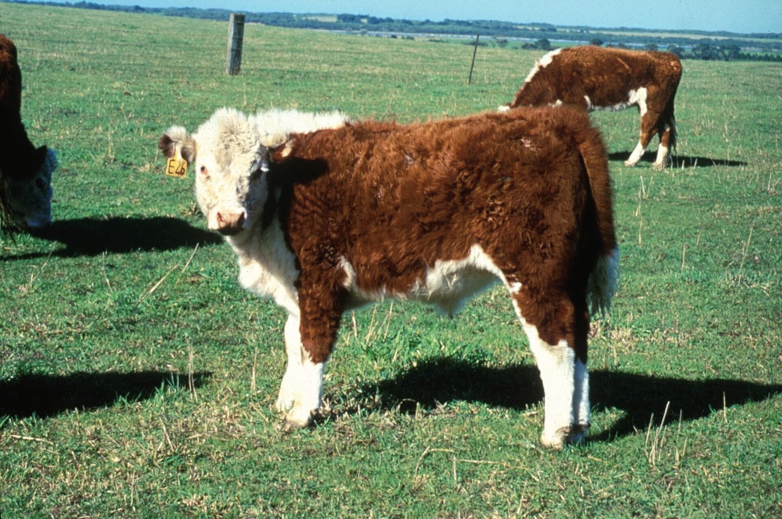 A young red and white Hereford calf standing in a green pasture